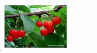 【中学校地理コース　14-6】山形県