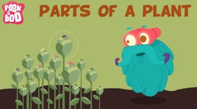 Parts Of A Plant.