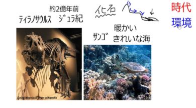 【中学1年・理科　10-3】示相化石、示準化石