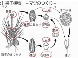 【中学1年・理科　4-5】被子植物・裸子植物