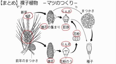 【中学1年・理科　4-5】被子植物・裸子植物