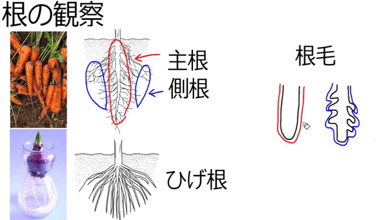 【中学1年・理科 6-4】根のつくり - Cmovie - 教育に特化した無料動画サイト- シームービー・オンライン学習サイト