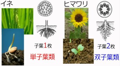 【中学1年・理科　7-1】被子植物の特徴