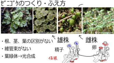 【中学1年・理科　7-3】コケ植物