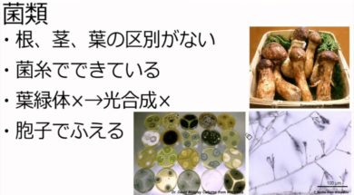 【中学1年・理科　7-4】藻類