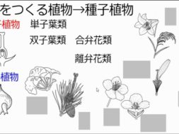 【中学1年・理科　7-5】植物のなかま分け