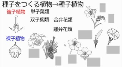 【中学1年・理科　7-5】植物のなかま分け