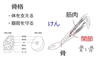 【中学2年・理科　4-1】骨格と筋肉