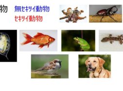 【中学2年・理科　5-1】セキツイ動物の特徴
