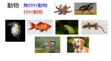 【中学2年・理科　5-1】セキツイ動物の特徴
