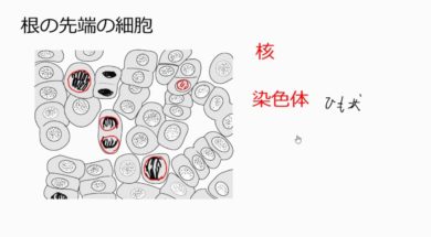 【中学3年・理科　1-2】細胞分裂