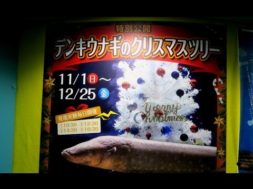 電気うなぎのクリスマスツリー点灯【サンピアザ水族館（札幌）】