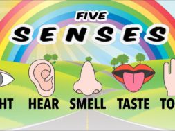 Five Senses Song