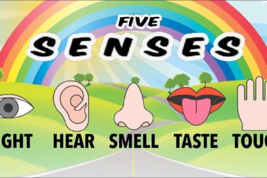 Five Senses Song