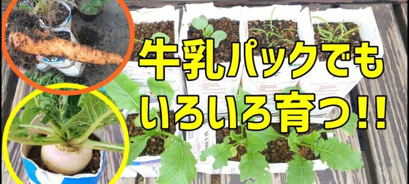 牛乳パックでいろんな野菜を育ててみてほしい！