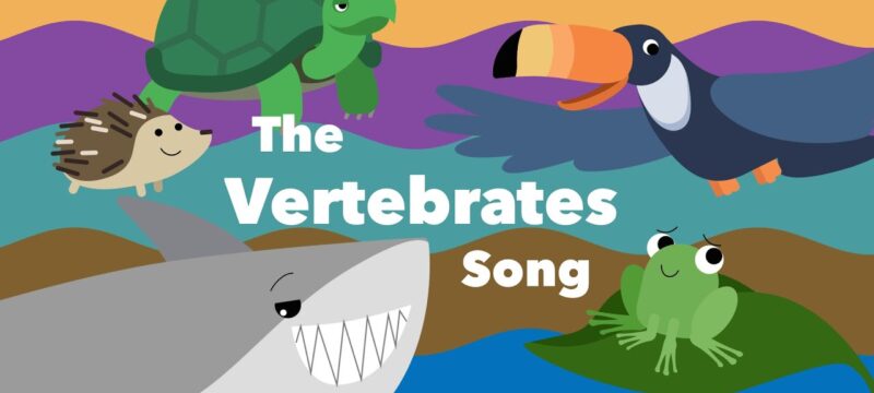 Animal Classification